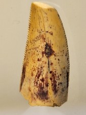 Serrated Abelisaur Tooth ~0.75