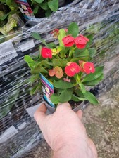 Euphorbia milii Vulcanus