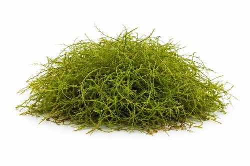 Java moss portion fresh - java,