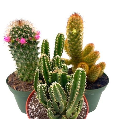 Bubbleblooms cactus - bubbleblooms,
