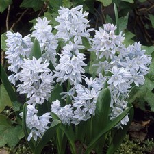 50 Puschkinia Libanotica *Russian Snowdrop* Spring Flowering Bulbs