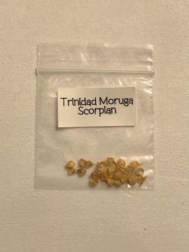 Trinidad moruga scorpion - trinidad,