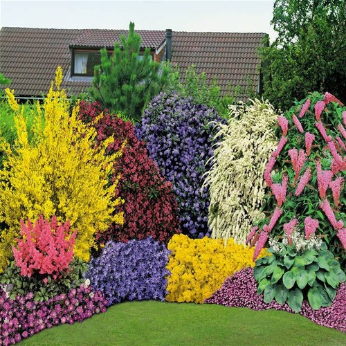 Mixed established garden - x,