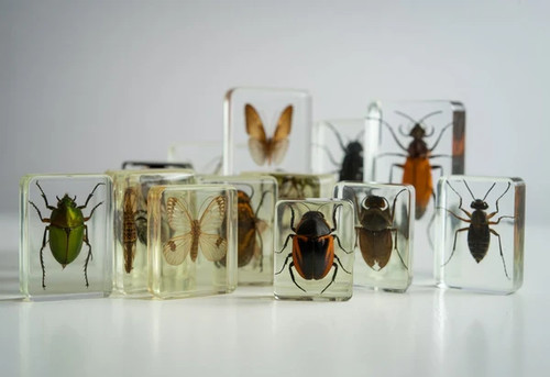 National geographic insect - geographic,