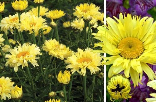 Leucanthemum shasta daisy - leucanthemum,