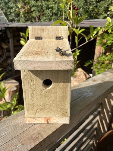 Blue tit wren nesting - blue,