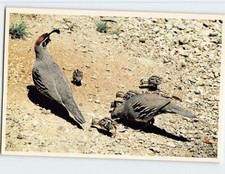 Postcard Arizona's Gambel Quail, Arizona
