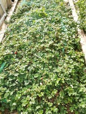 6 ORGANIC Mara Des Bois