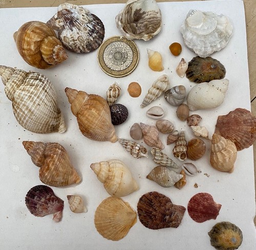 Curated coastal shell - coastal,