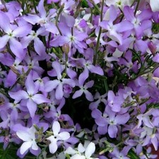 5500 seeds Matthiola Evening Scented Stock + FREE PLANT LABEL+ FREE P&P