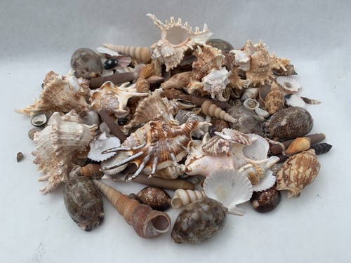 Beautiful seashells wedding - beautiful,