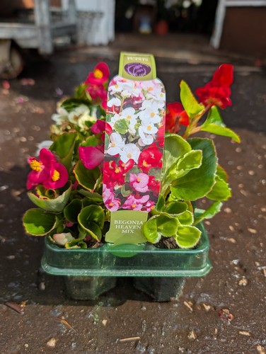 Mixed begonia plants in - 6,