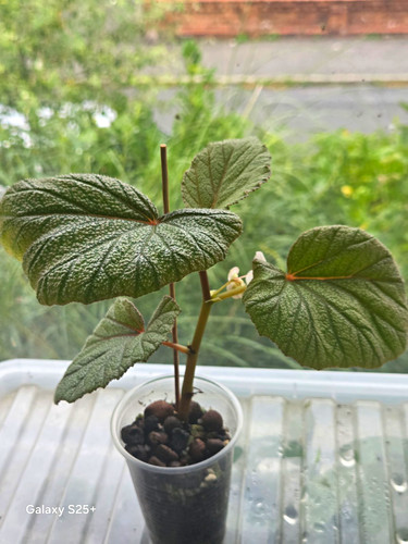 Begonia sinbad easy - , care