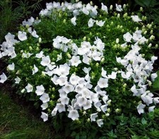 Campanula carpatica White
