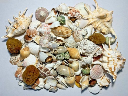 Lbs large indo - indo, seashells