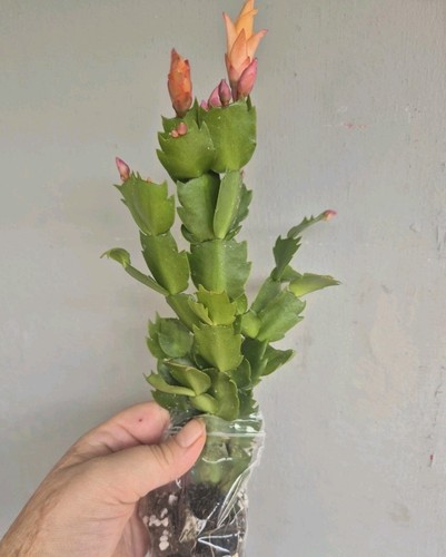 Christmas cactus orange - |,
