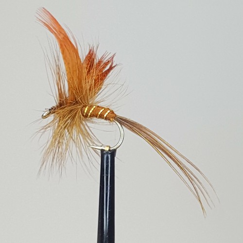 Mayfly brown drake fly - drake,