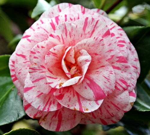 Camellia japonica william - camellia,