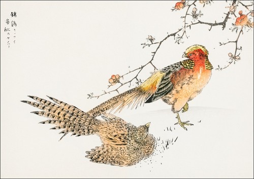 Numata kashu golden pheasant - numata,