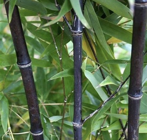 Black timber bamboo - timber,