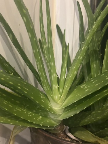 Aloe vera plant houseplant - vera,
