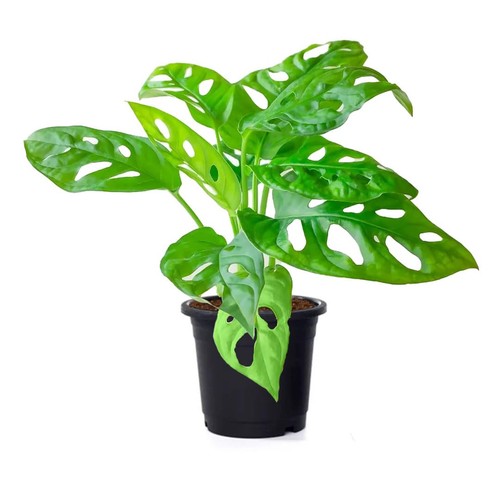 American plant exchange - american,