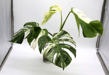 Monstera Albo Borsigiana