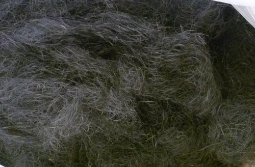 Horse hair upholstery - horse,