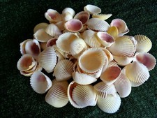 10 WHITE YELLOW PINK COCKLE