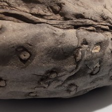 Large Genuine Stigmaria Fossil