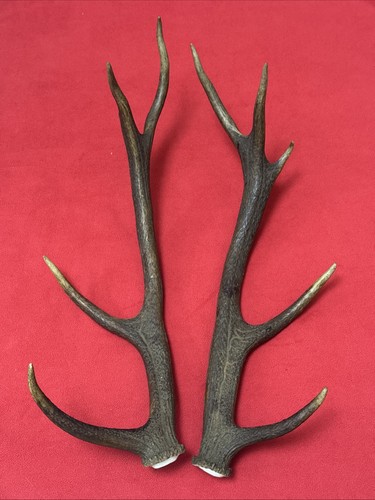 Pair red deer antlers - pair, 812g