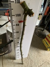 1.1M Blackthorn Shank Walking Stick - 60mm Knob