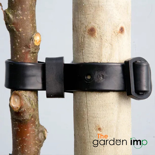 Tree ties buckle adjustable - tree,