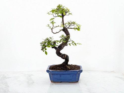 Chinese elm bonsai and - elm, care