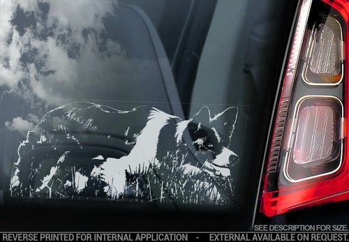 Border collie car sticker - border,