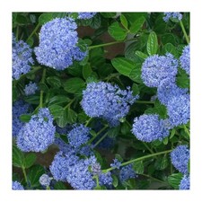 Ceanothus Skylark 5 Litre