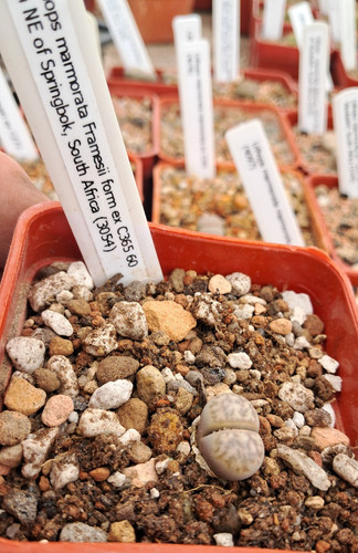 Lithops marmorata framesii - , ex