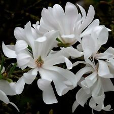Magnolia stellata 'Water Lily'
