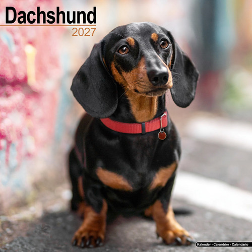 Dachshund 2027 calendar dog - 2027, |