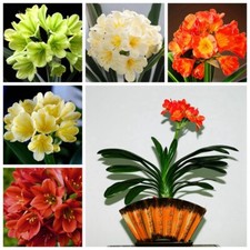 1 Pack 5 Clivia Seeds Kaffir