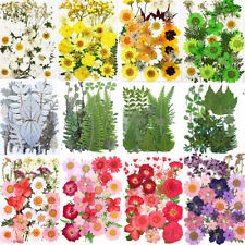 Natural Dried Press Flowers Leaves DIY Resin Jewelry Making Candle Making Craft