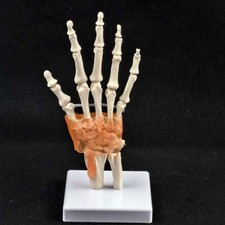 Life Size Hand Joint with