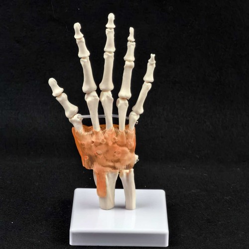 Life size hand joint with - joint,