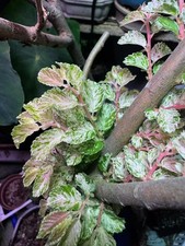 Japanese variegated elm