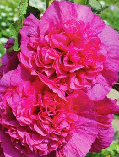 Mallow rose hollyhock - 35,