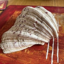 Clam Shell Seashell Natural