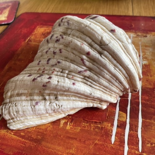 Clam shell seashell natural - seashell,