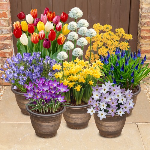 Spring flowering bulbs - spring,