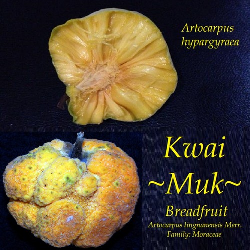 Kwai muk artocarpus - ~kwai, muk~