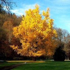 Ginkgo biloba - Maidenhair